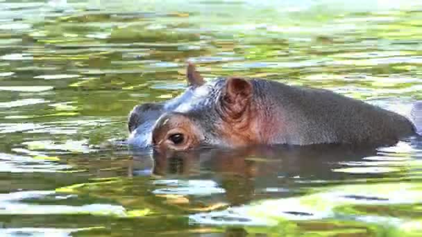 Un caballo acuático feliz nada en un estanque en un día soleado en verano en cámara lenta — Vídeo de stock