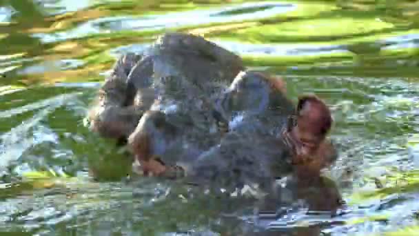 Ein vorsichtiges Nilpferd schwimmt und taucht im Sommer in einem Teich — Stockvideo