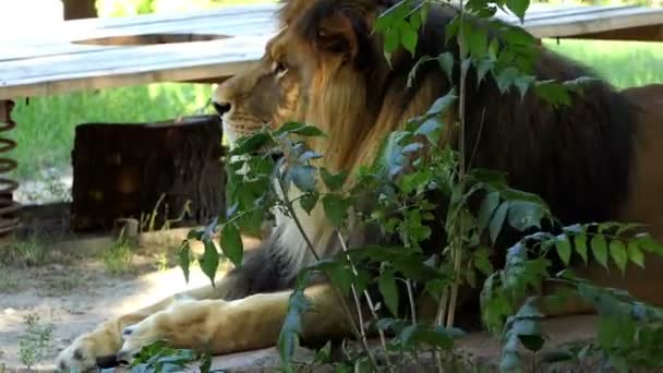 O leão macho enorme mente atrás de um arbusto em um jardim zoológico no verão — Vídeo de Stock