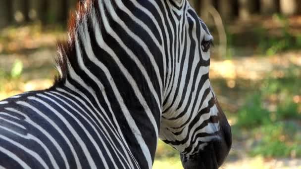 Pruhovaná Zebra je záběr zezadu a stojí v Zoo v létě v pomalém pohybu