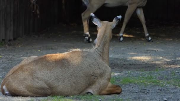 Un delgada antílope se encuentra en un césped de hierba verde en un zoológico en verano en Slo-Mo — Vídeos de Stock