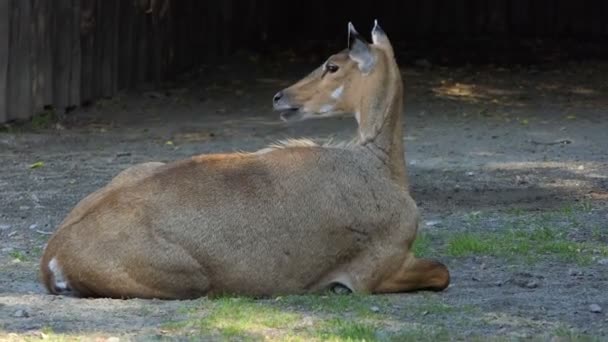 Krásné antilopa leží na zelené trávě trávníku v Zoo v létě v Slo-Mo — Stock video