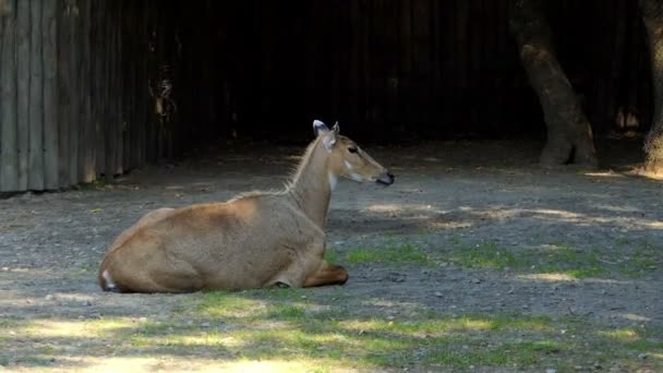 Eine schlanke Antilope liegt im Sommer auf einer grünen Rasenfläche im Zoo — Stockvideo