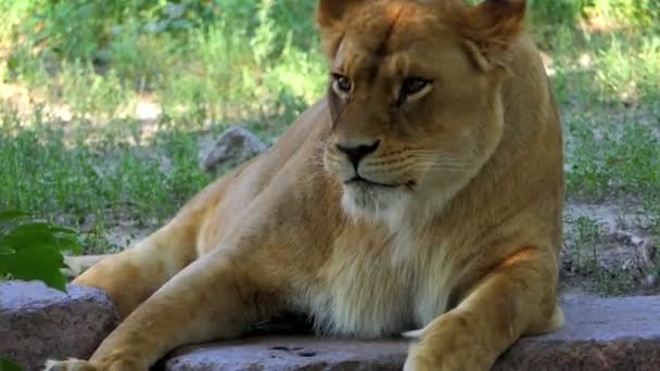 Gran animal hembra yace entre los arbustos en un zoológico en un día soleado — Vídeos de Stock