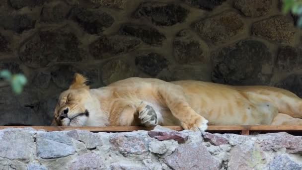 Ένα ευγενικό θηλυκό λιοντάρι στον ύπνο σε μια θέση πέτρα σε ζωολογικό κήπο για το καλοκαίρι — Αρχείο Βίντεο