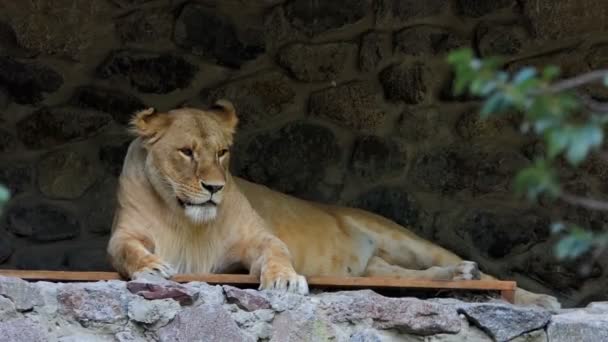 Ženské Lio leží na dřevěném salonku v blízkosti kamenné zdi v Zoo — Stock video