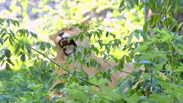 Löwenweibchen gähnt an einem sonnigen Tag faul im Zoo — Stockvideo