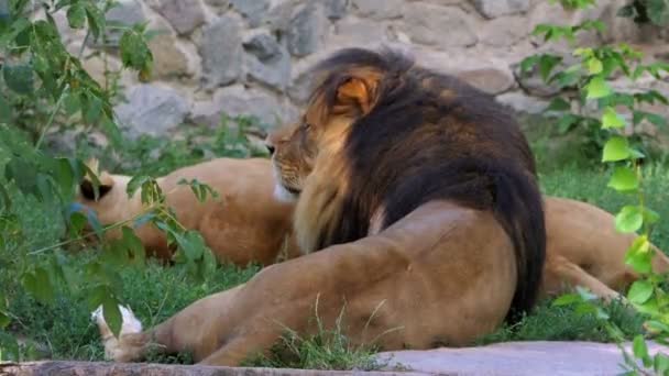 Een paar van leeuwen liggen op stenen in de buurt van een muur in een dierentuin in de zomer — Stockvideo