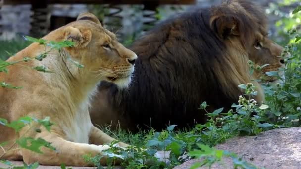 Um casal de leões mentem sobre pedra cultivada entre vegetação em um jardim zoológico no verão — Vídeo de Stock