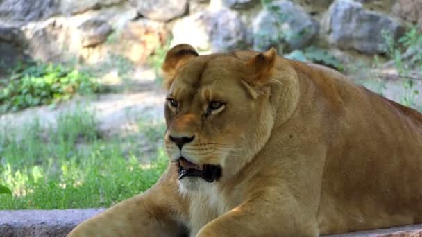 Μεγάλο θηλυκό ζώο βρίσκεται σε μια πέτρινη πλάκα σε ένα ζωολογικό κήπο σε μια ηλιόλουστη ημέρα — Αρχείο Βίντεο