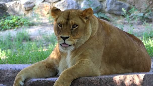 Espléndido león hembra se encuentra cerca de una pared de piedra cubierta de verde en verano en Slo-Mo — Vídeo de stock