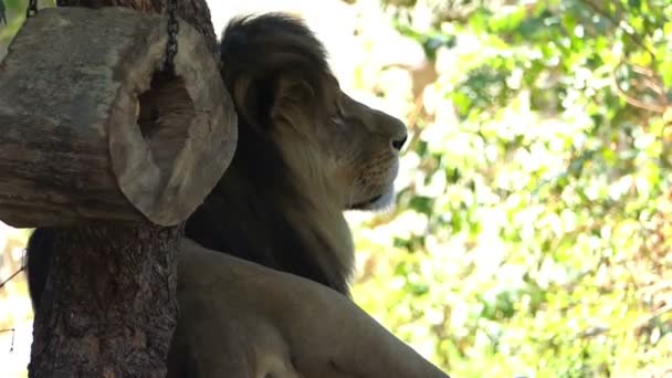 Großer männlicher Löwe liegt in der Nähe einer Steinmauer, die im Sommer mit Grün bedeckt ist — Stockvideo