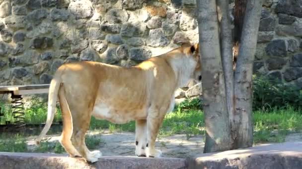 Leão fêmea grande se move ao longo de uma parede de pedra no verão em um zoológico — Vídeo de Stock