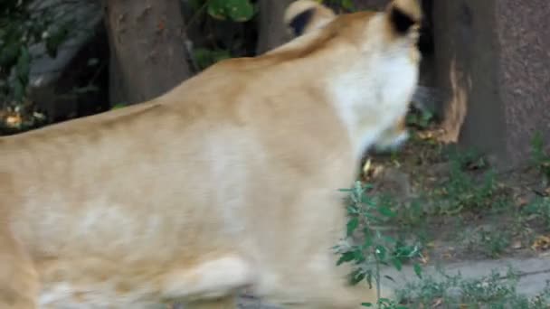 Великий жіночі лев йде уздовж кам'яною стіною влітку у зоопарку в Slo-Mo — стокове відео