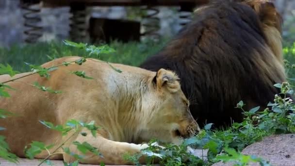 Um par de leões estão em lajes de pedra entre vegetação em um jardim zoológico no verão — Vídeo de Stock