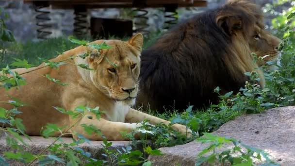 Dos leones grandes yacen en una losa de piedra en un zoológico en un día soleado — Vídeo de stock