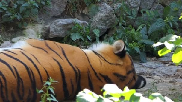 Ein bengaler gestreifter Tiger, der auf einer Steinoberfläche inmitten von Grün in einem Zoo liegt — Stockvideo