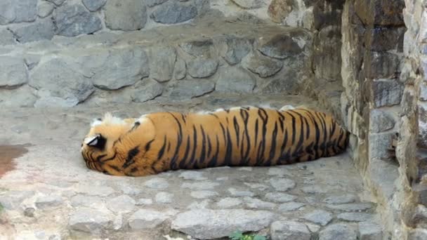 スローモーションで夏の動物園で優雅な睡眠のシマシマ虎 — ストック動画