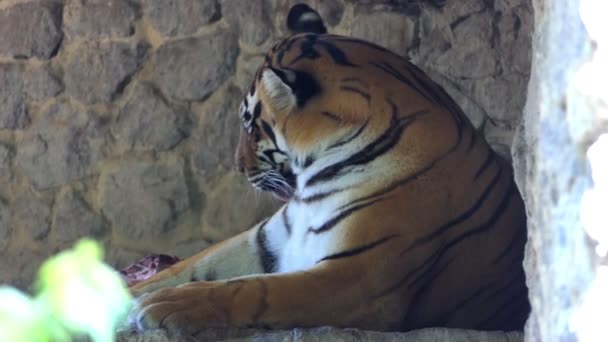 Щедрый тигр облизывает плечо, лежащее на каменной плите в зоопарке в Сло-Мо — стоковое видео