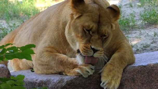 Θηλυκό λιοντάρι είναι γλείφει το πόδι με χαλαρή τρόπο σε ένα ζωολογικό κήπο, σε μια ηλιόλουστη ημέρα — Αρχείο Βίντεο