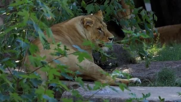 Big Female Lion Lies Near a Stone Wall Covered With Greenary in Summer in Slo-Mo — Stock Video