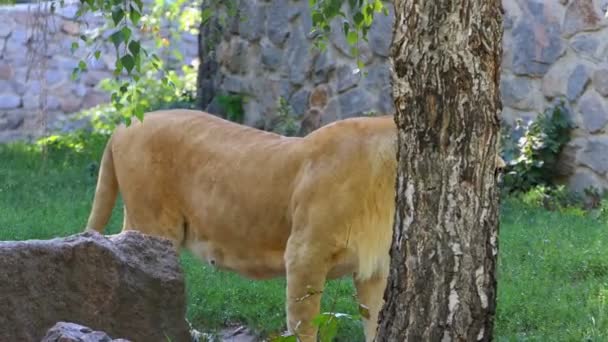 Grande leone femminile si trova vicino a un muro di pietra con vegetazione in estate — Video Stock