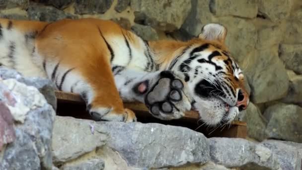 Ein großer schlafender gestreifter Tiger liegt im Sommer auf Steinen in einem Zoo — Stockvideo