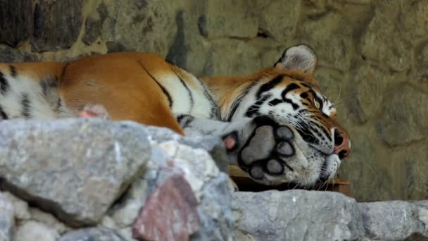 Un gran tigre de rayas durmiente en un zoológico en verano en cámara lenta — Vídeos de Stock