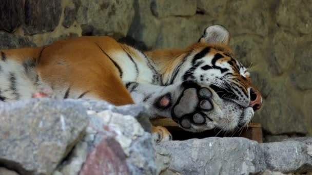 Un gran tigre de rayas durmiente en un zoológico en verano en cámara lenta — Vídeos de Stock