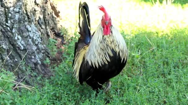 Ein tapferer dunkelblauer Hahn mit rotem Kamm und hohem Schwanz auf einem Rasen im Sommer — Stockvideo