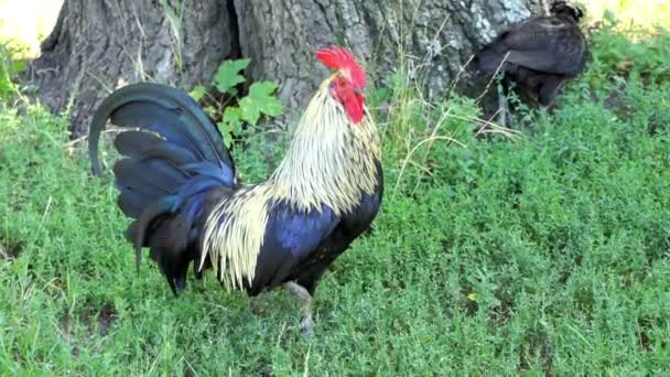 大的白色和蓝色公鸡，红红的鸡冠与高尾在夏天在草坪上 — 图库视频影像