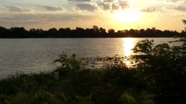 Den Dnipro Rivercoast täckt med gröna våtmark, Acaciacane, vass, vid solnedgången i 4k — Stockvideo