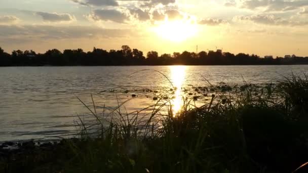 Kaba Riverbank 4 k gün batımında yeşil sulak, baston, Bulrush, ile kaplı — Stok video