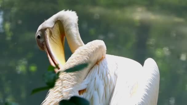 Un pelico bianco pulisce le sue piume su una riva del lago — Video Stock