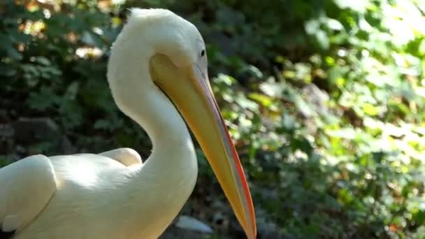 Grande pelicano com um bico amarelo olha sob suas patas em um banco de lago — Vídeo de Stock