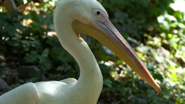 Um branco pelicano Stares em perfil em um zoológico em um dia ensolarado — Vídeo de Stock