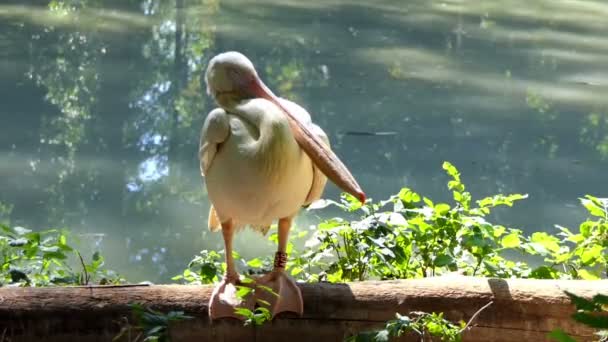Белый пеликан спит, стоя на заборе летом — стоковое видео
