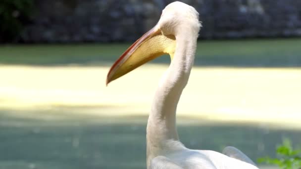 Cabeza de pelícano grande mirando el lago . — Vídeos de Stock