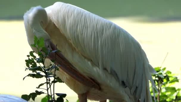 A Big White Pelical Cleans Its Feathers on a Lake Bank — Stok Video