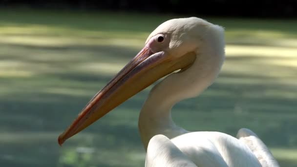 Un pelícano blanco mira a las aves voladoras en un zoológico en un día soleado — Vídeos de Stock