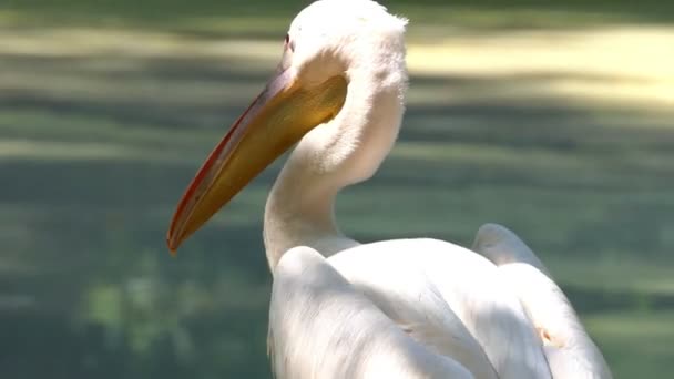 Güneşli bir günde bir hayvanat bahçesi bir gölde bir beyaz Pelikan bakar — Stok video