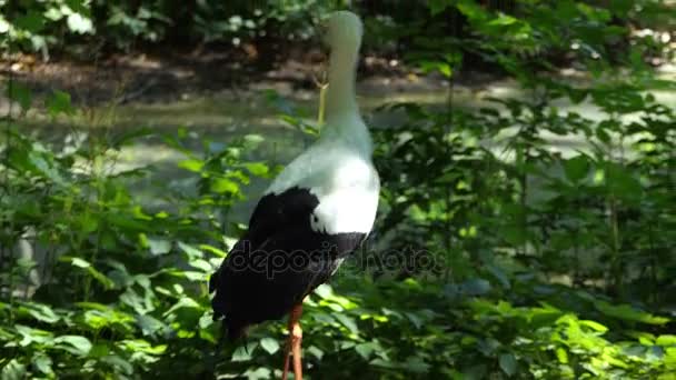 Une cigogne noire et blanche marchant dans la verdure sur une rive du lac, nettoyant sa plume à Slo-Mo — Video