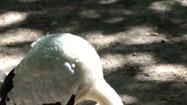 A szimbolikus fekete-fehér gólya állt a tó partján, takarítás a toll — Stock videók