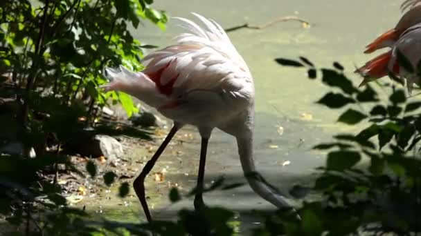 Varios flamencos elegantes buscan comida en un lago en verano — Vídeo de stock