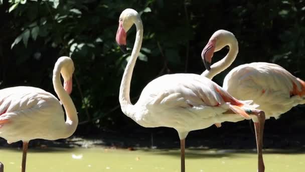 Flock av Flamingos stå tillsammans i sjön vatten och sova på en solig dag — Stockvideo