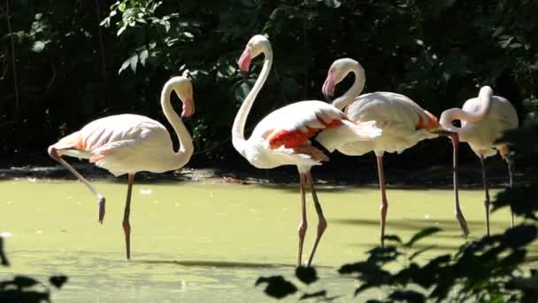 Flamencos finos se unen en un lago en un día soleado — Vídeo de stock