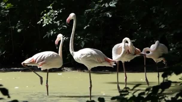 Stand flamingoes μαζί στα νερά της λίμνης και τον ύπνο σε μια ηλιόλουστη ημέρα — Αρχείο Βίντεο