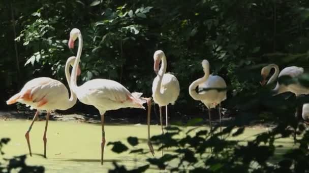 Una bandada de flamencos de pie en un humedal de lago en un día soleado — Vídeo de stock