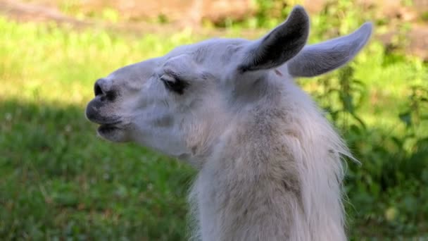A White Lama Looks Aside in a Zoo on a Sunny Day in Summer — Stock Video