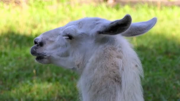 Ein weißes Lama steht an einem sonnigen Sommertag im Zoo — Stockvideo